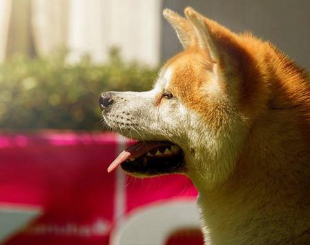 犬种百科之博美犬,犬种百科之柴犬