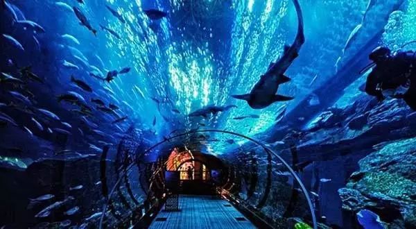 水母珊瑚海洋馆,海豚水母珊瑚篇