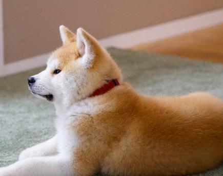 犬种百科之博美犬,犬种百科之柴犬