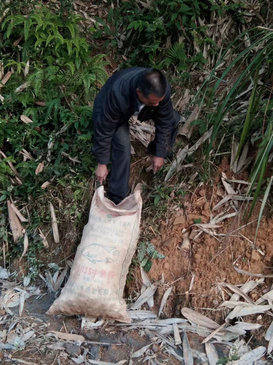 广西农村土制红糖,广西农业种植红糖