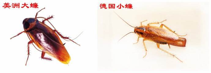 广东蟑螂药排行,蟑螂药哪种效果最好用