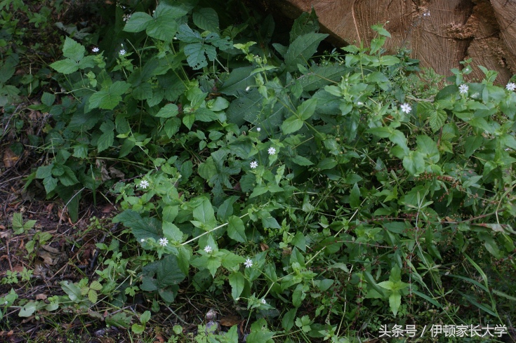 旅行青蛙最喜欢吃哪个食物,旅行青蛙都爱吃什么