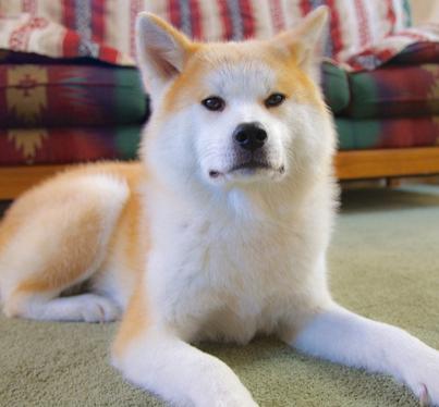 犬种百科之博美犬,犬种百科之柴犬