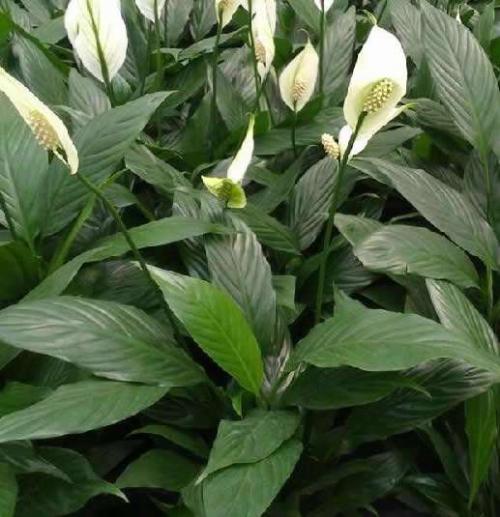 白掌盆栽一帆风顺黄叶了咋办,白掌一帆风顺养殖方法和注意事项