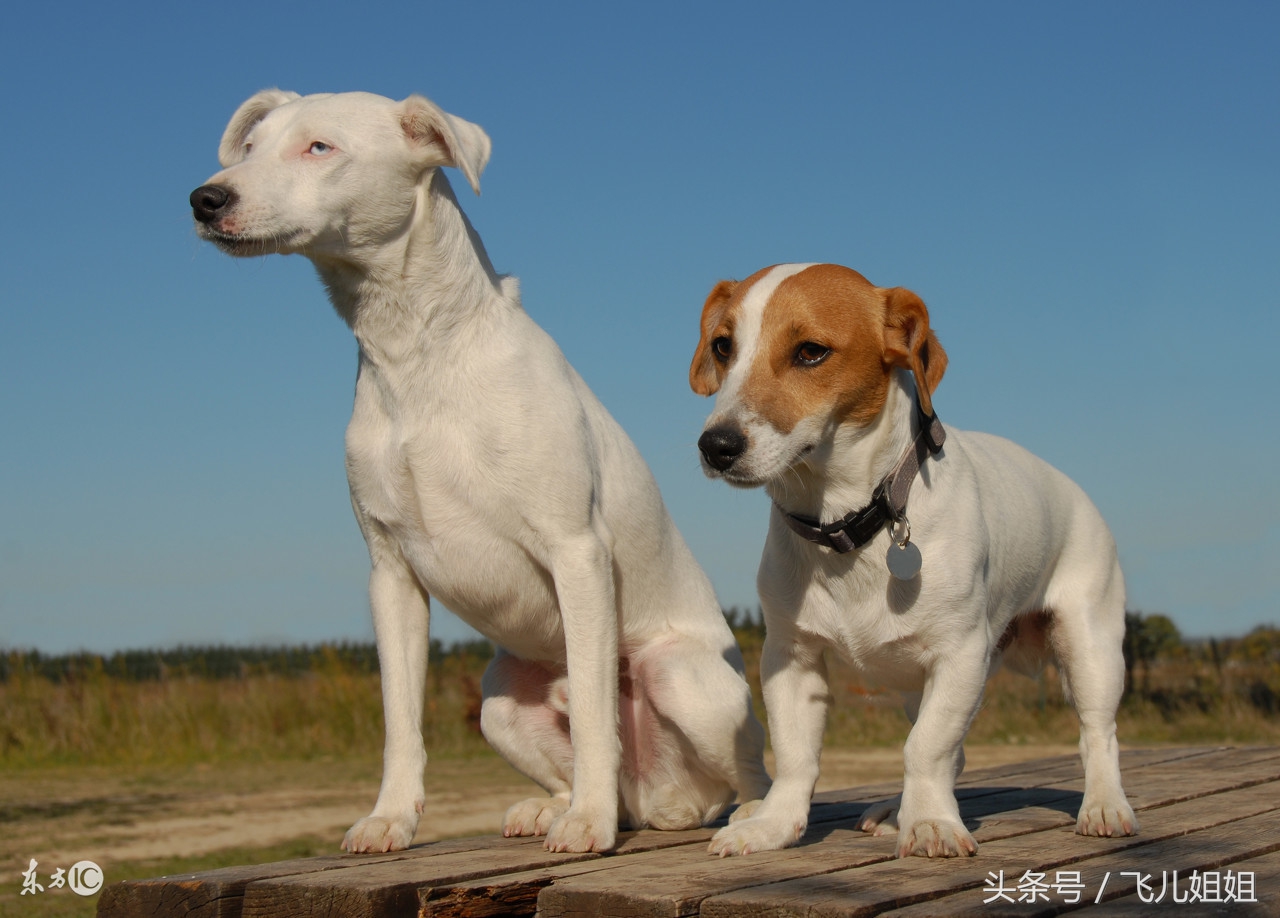 狗和犬的性格有什么区别,狗性格智商综合排名
