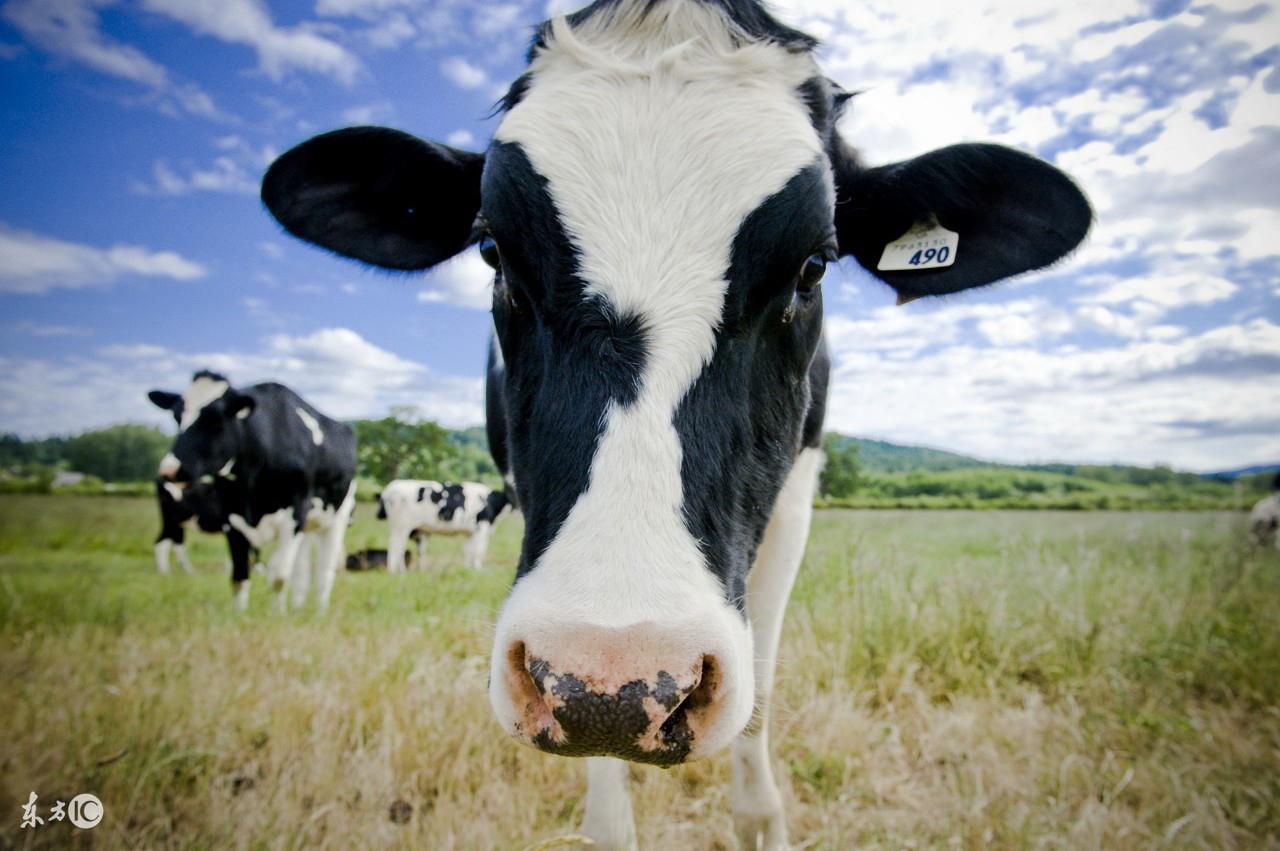高产奶牛的特征,奶牛的品种与特征