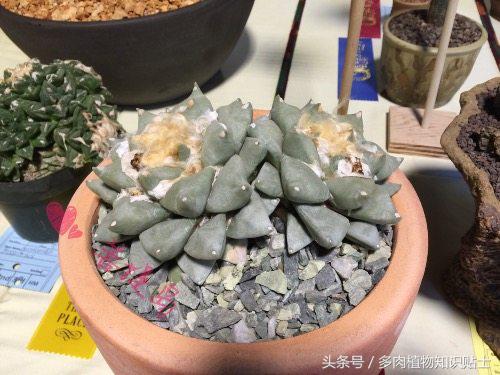 仙人掌有什么知识,仙人掌植物生长的小知识