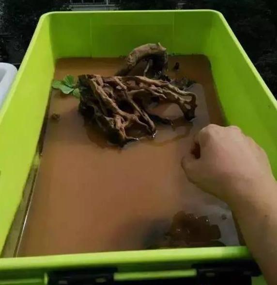 沼泽过滤和泥水养龟比较,泥水养龟怎样防水臭