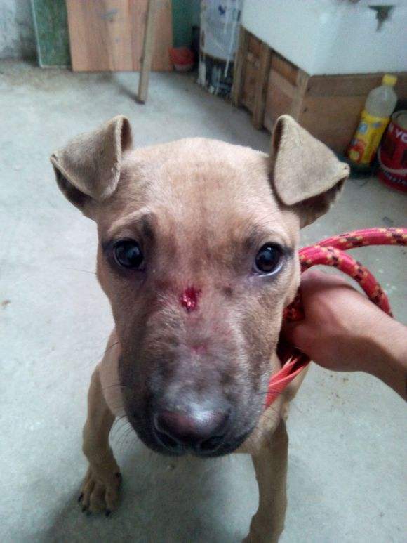 狗狗受伤的最佳治疗方法,狗狗受伤的伤口怎么处理