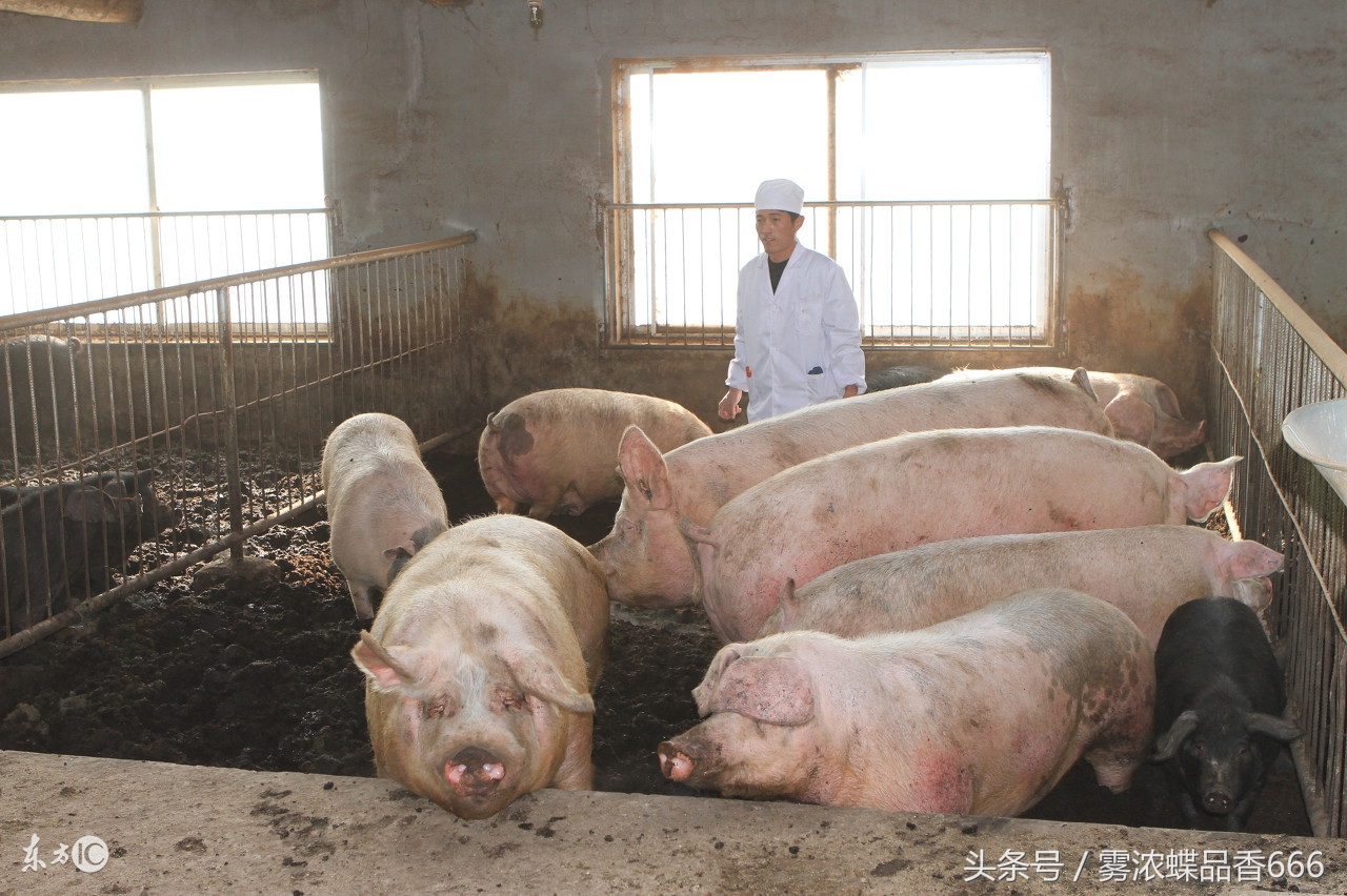 如何制作发酵床不用菌种,养猪发酵床
