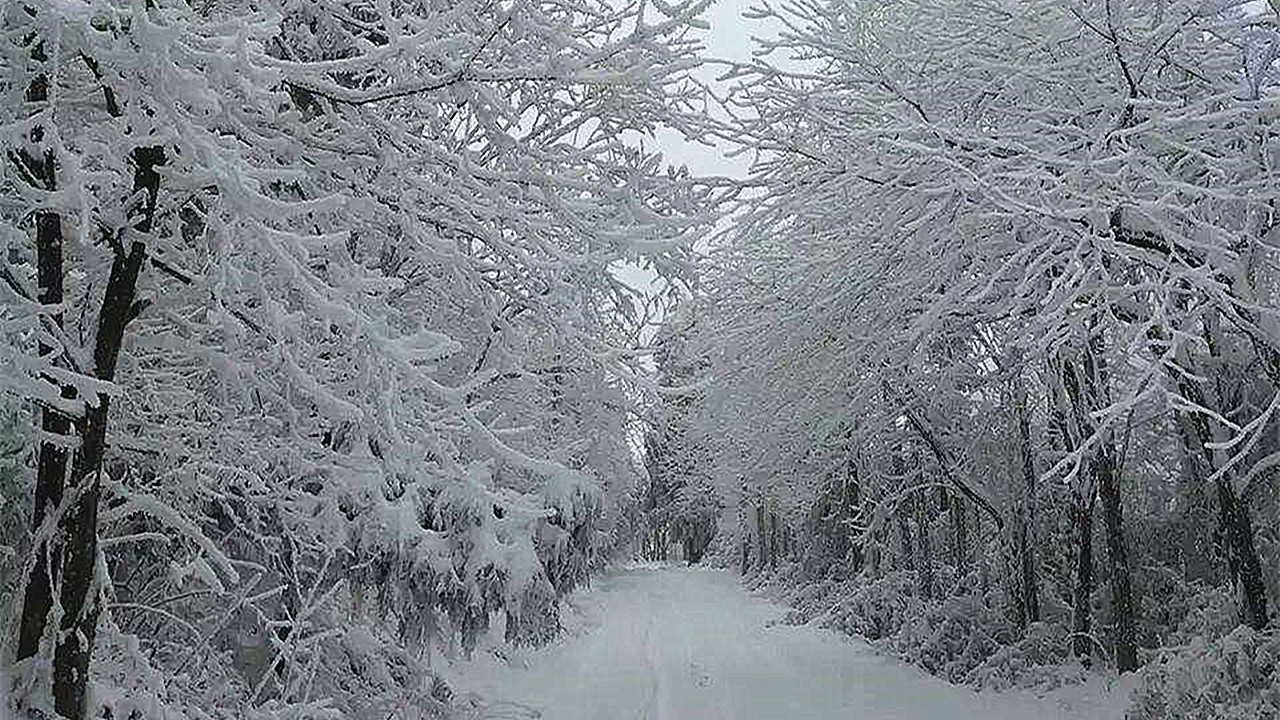 养蜂最新春繁法及注意事项,蜜蜂春旱怎么处理