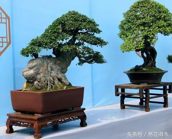 榕树掉叶是什么原因引起的,人参榕树掉叶怎么回事