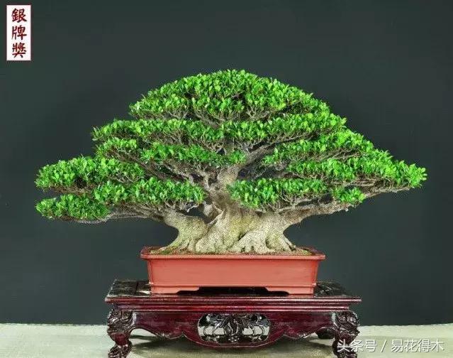 榕树掉叶是什么原因引起的,人参榕树掉叶怎么回事