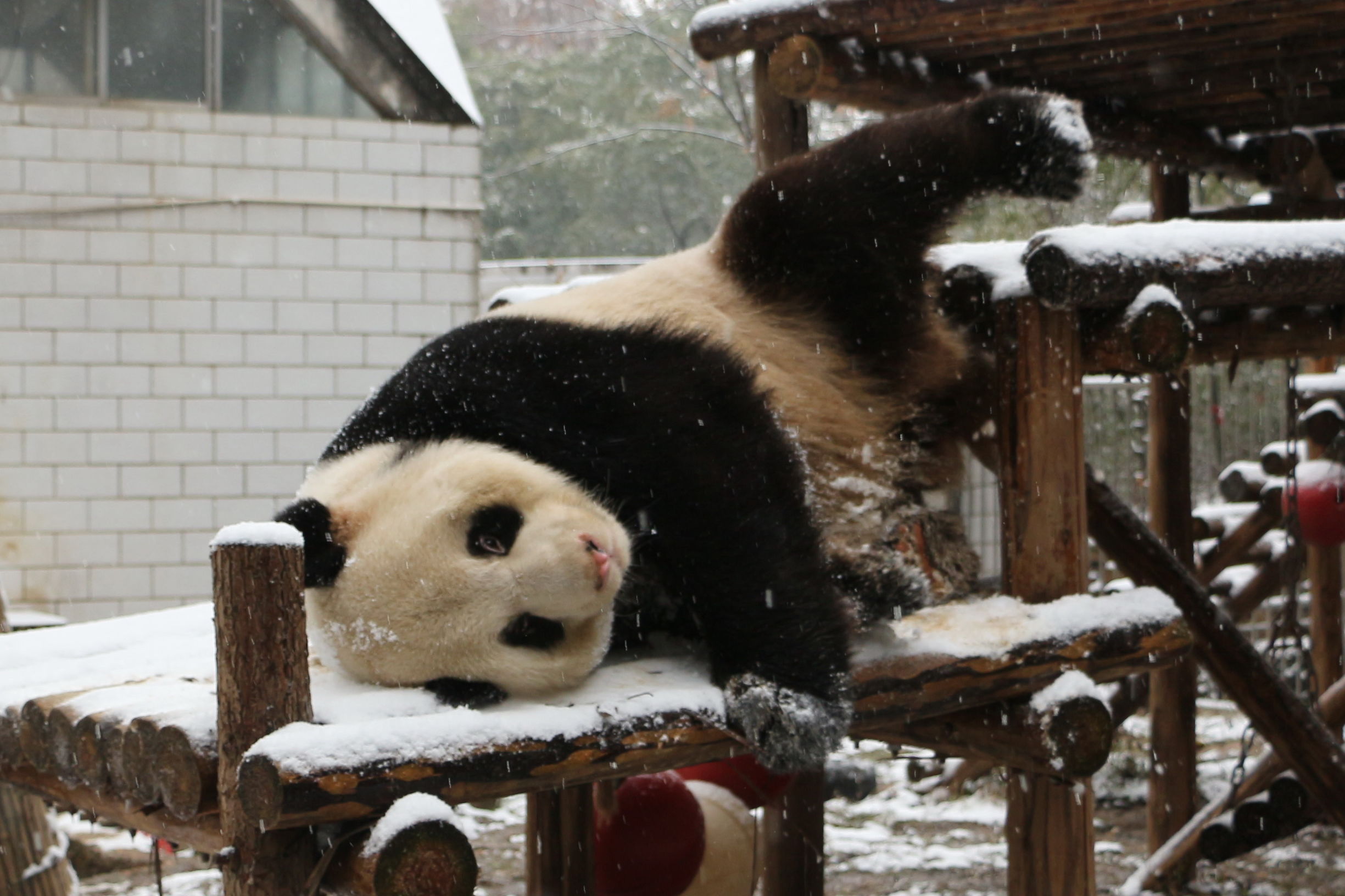秋高气爽大熊猫户外玩耍萌态十足,大熊猫第一次在雪里玩耍