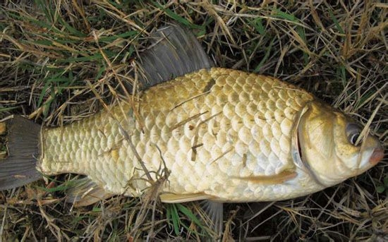 推荐一款好用的鲫鱼窝料配方,三分钟发窝鲫鱼窝料配方