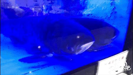 合肥自助鱼火锅,合肥5个火锅店