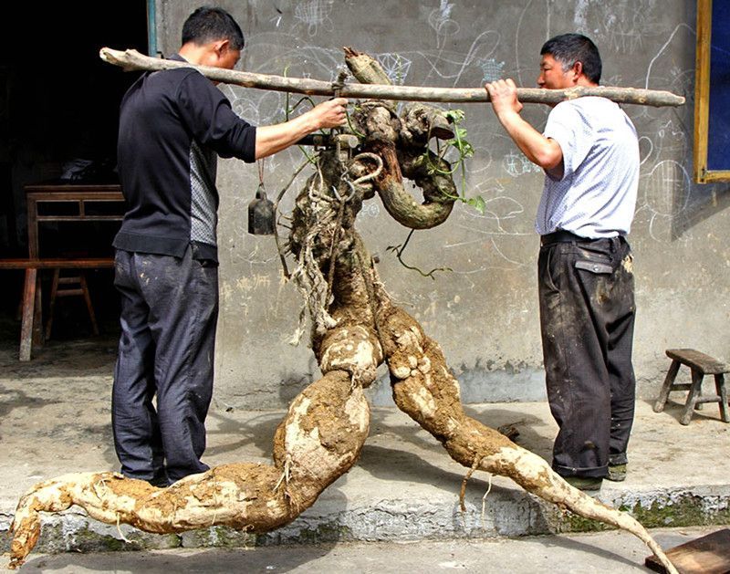 “葛根王” 之争再起波澜 “隔壁老王”欲300万将其留在成都