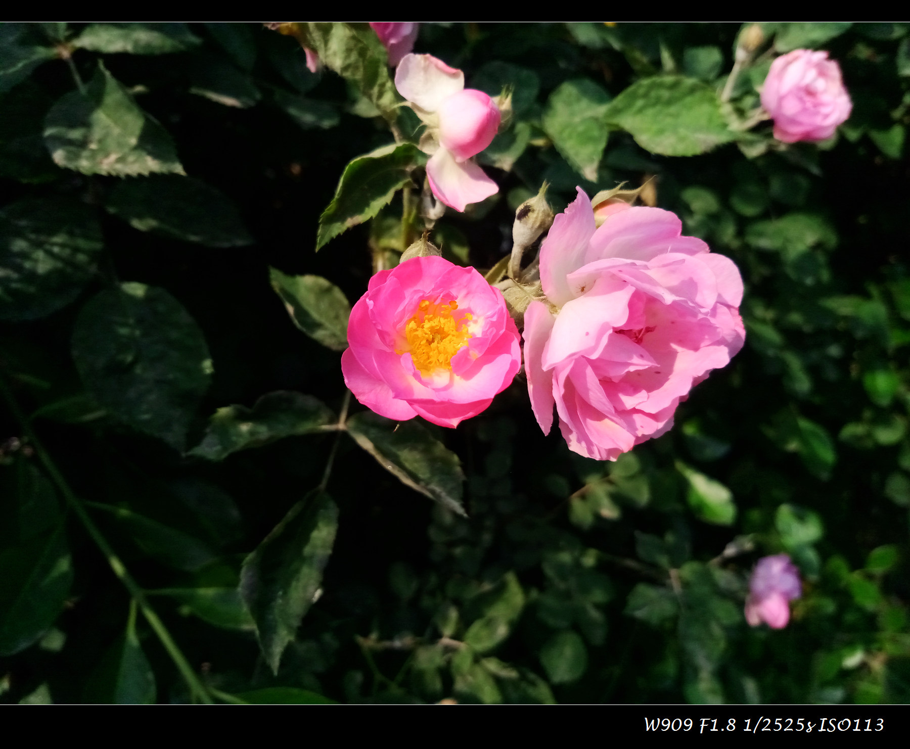 金立天鉴w909值得入手吗,金立天鉴w909翻盖手机