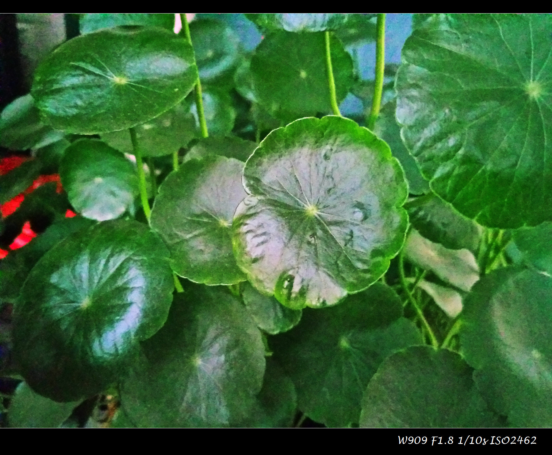 金立天鉴w909值得入手吗,金立天鉴w909翻盖手机