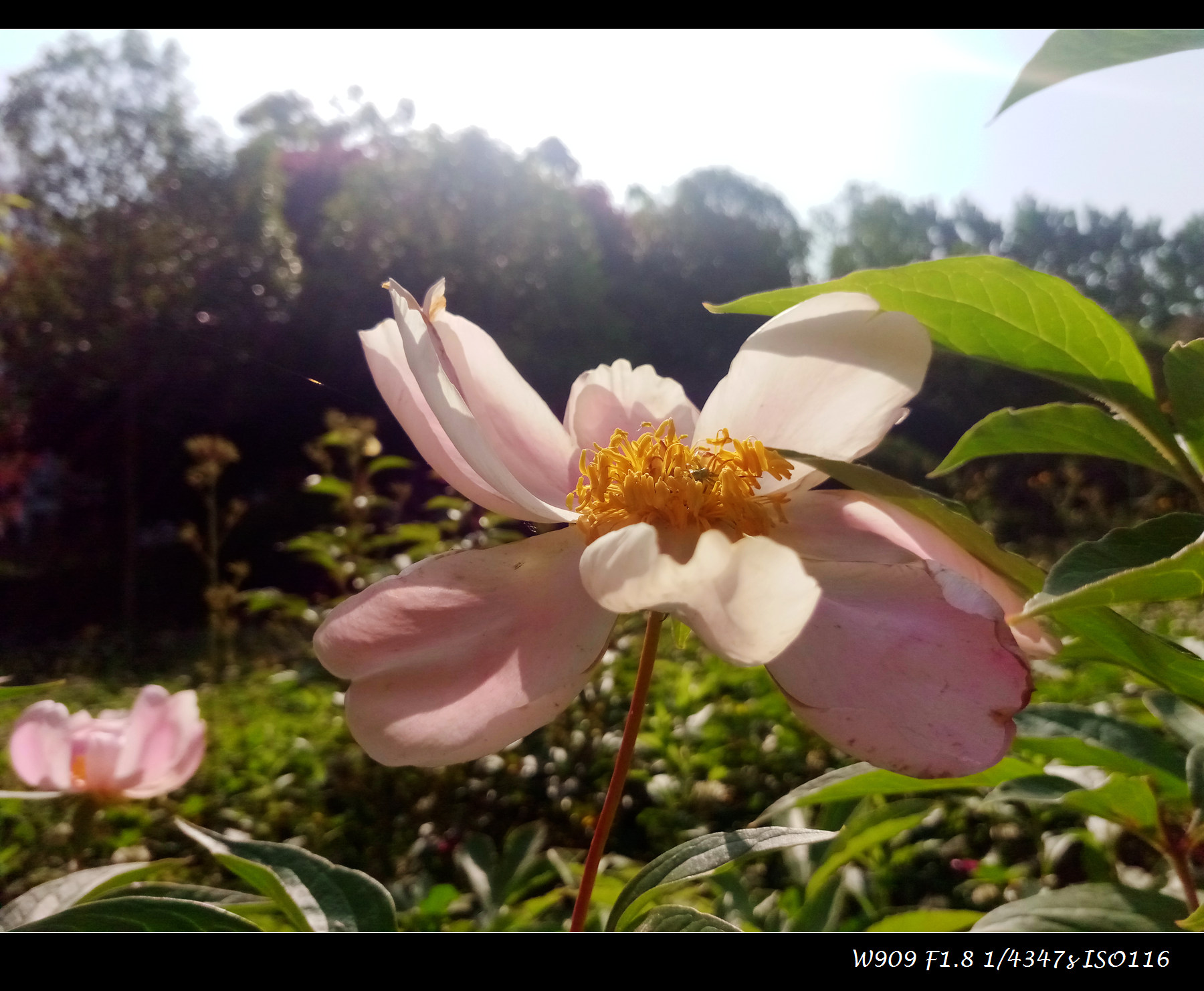 金立天鉴w909值得入手吗,金立天鉴w909翻盖手机