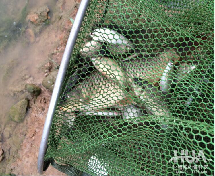 化氏速散颗粒适合用什么饵料钓,化氏不空军饵料和蓝鲫哪个好用