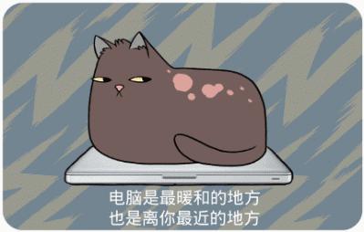 新手养猫指南铲屎官必看,铲屎官需要知道45条养猫知识科普