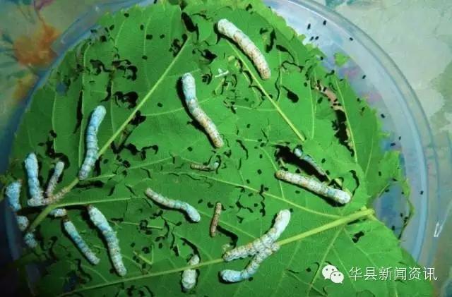 老家白白胖胖的白色虫子,小时候白色的虫子