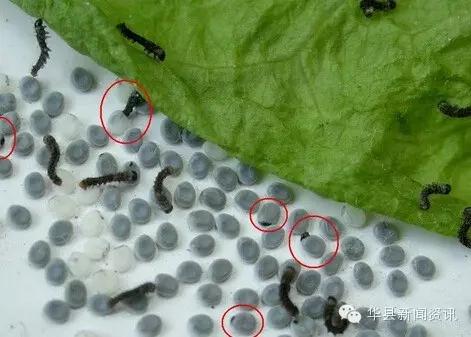 老家白白胖胖的白色虫子,小时候白色的虫子