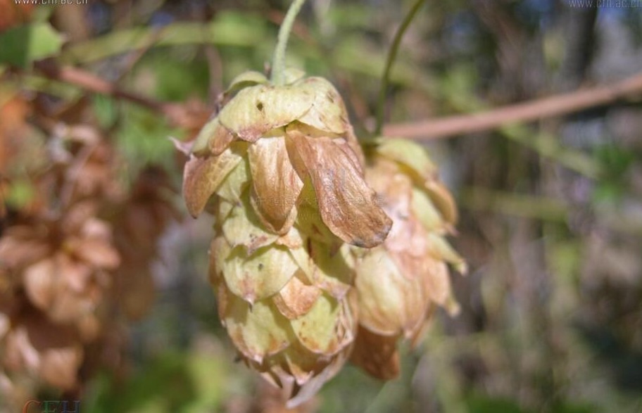 喜力啤酒如何分辨真假酒,荷兰进口喜力啤酒真假