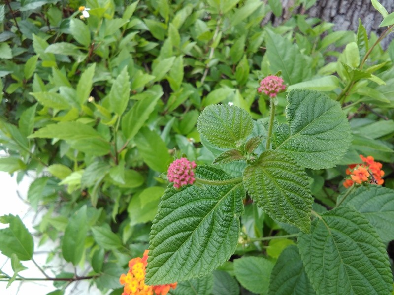 圆润*轻薄爱不释手---体验最美老人机21克M3手机