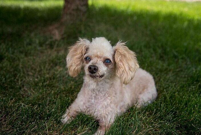 让死神等10年的流浪狗一直坚信有人会救它，最后上天给了它答案