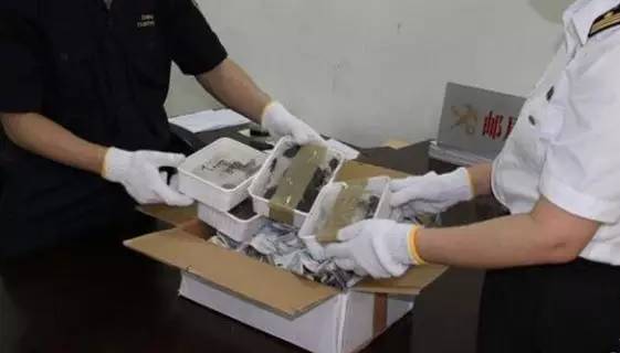 慎点！有人居然往成都寄这种虫，体积是国内的3倍