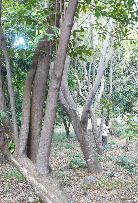 带你了解假沉香是怎么做的,假沉香制作视频