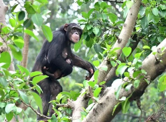 长隆野生动物世界小孩子入园攻略,长隆野生动物园儿童免门票