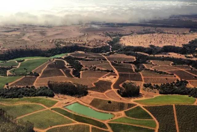 为什么要选择智利葡萄酒,教你三招选红酒