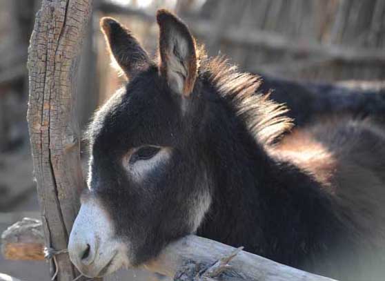 驴的养殖环境条件,驴的养殖与价值