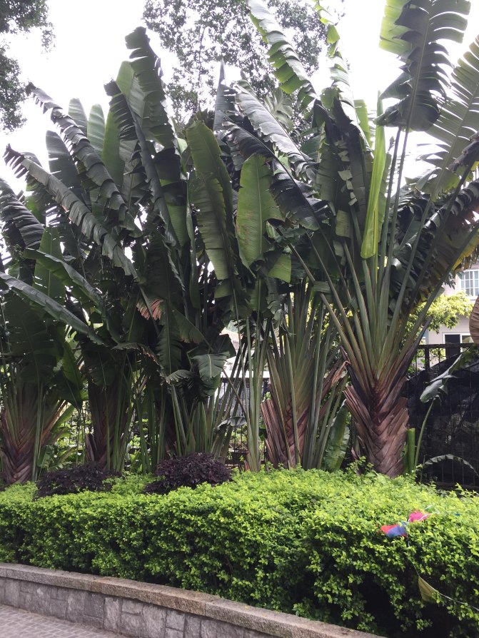 鼓浪屿自驾游全攻略,厦门鼓浪屿登岛全攻略