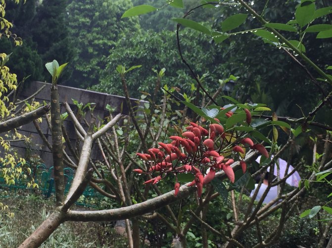 鼓浪屿自驾游全攻略,厦门鼓浪屿登岛全攻略