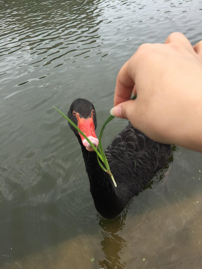 鼓浪屿自驾游全攻略,厦门鼓浪屿登岛全攻略