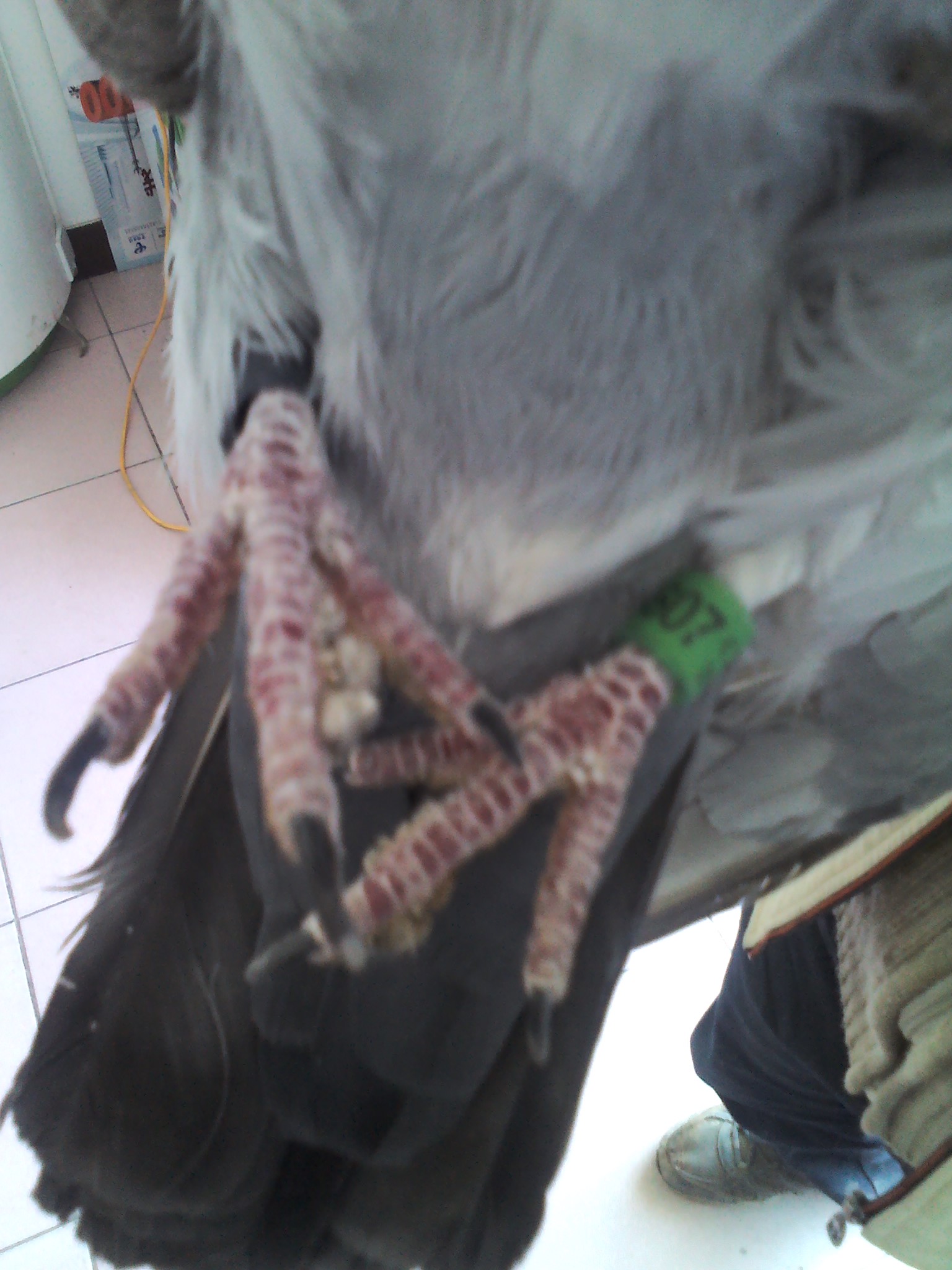 不看后悔的园艺技巧,鉴鸽技巧大全带图