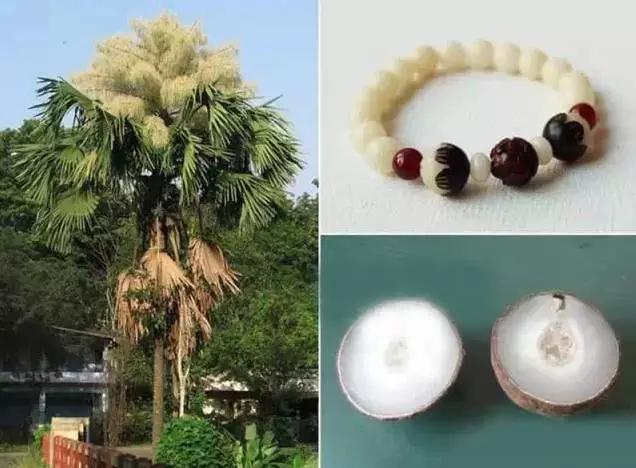 菩提哪一种好,菩提分几种哪种最好