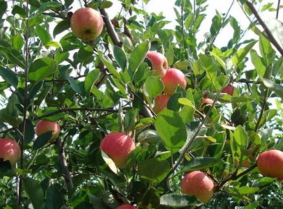 农业创业项目农村致富项目,现在农村有什么好的致富项目