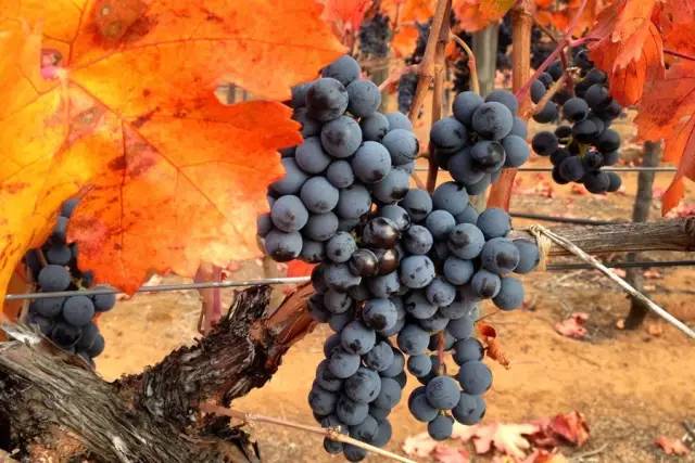 为什么要选择智利葡萄酒,教你三招选红酒