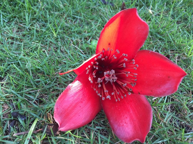 鼓浪屿自驾游全攻略,厦门鼓浪屿登岛全攻略