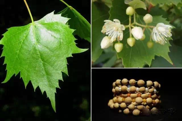 菩提哪一种好,菩提分几种哪种最好