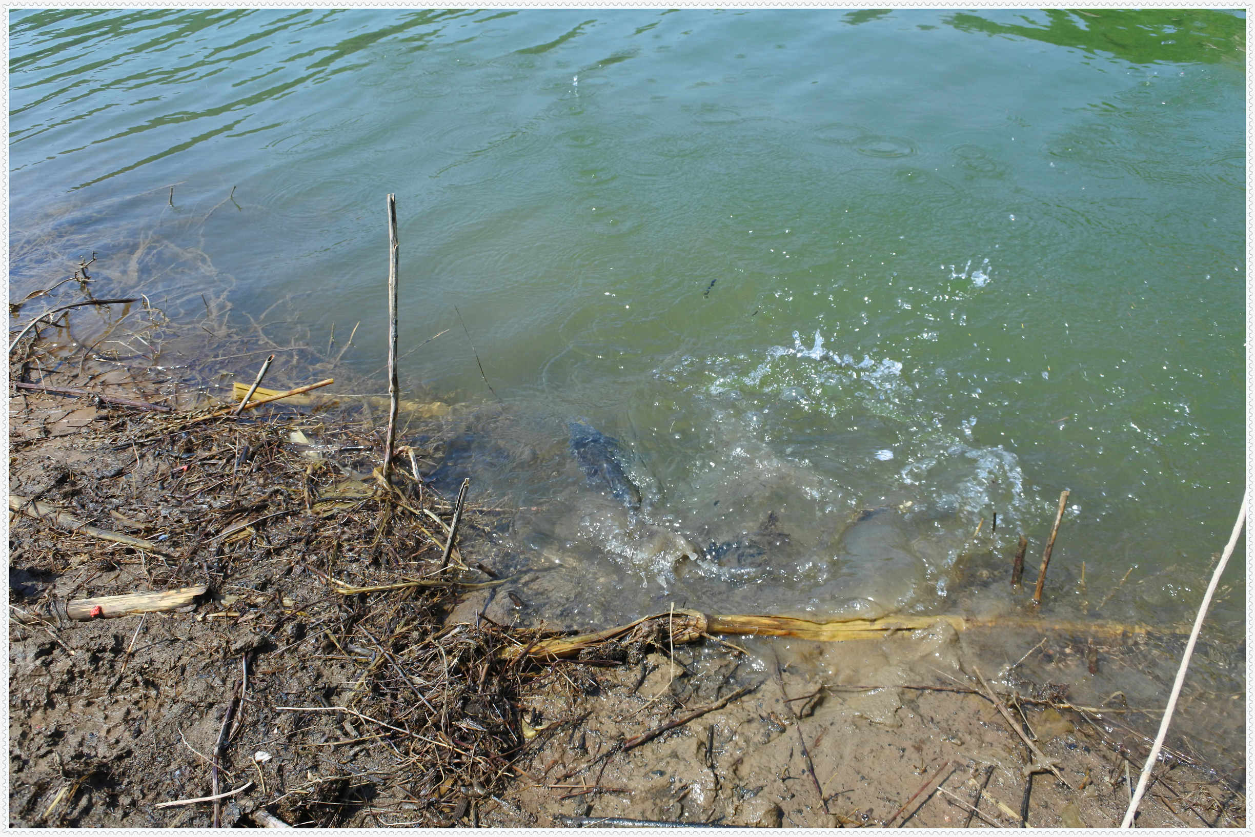 畅享春色京北水库激战黄金野鲤