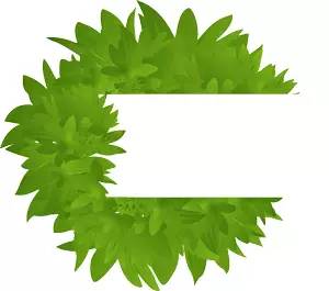 安迪的绿山咖啡,安迪送邱莹莹绿山咖啡