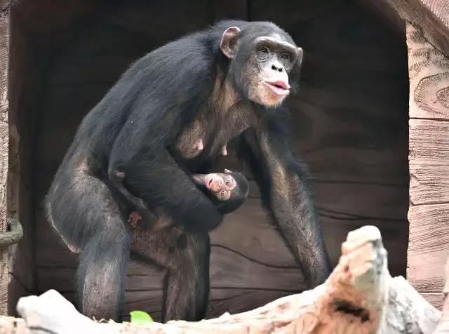 长隆野生动物世界小孩子入园攻略,长隆野生动物园儿童免门票