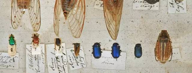 昆虫记课外书必读推荐,推荐书目《昆虫记》