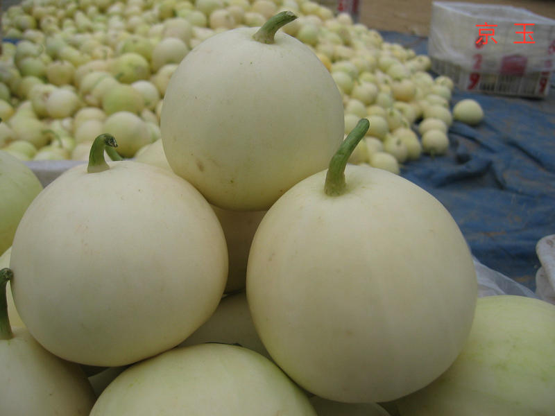 甜瓜产量前景,鼎牌玉奶香2号甜瓜品种详细介绍